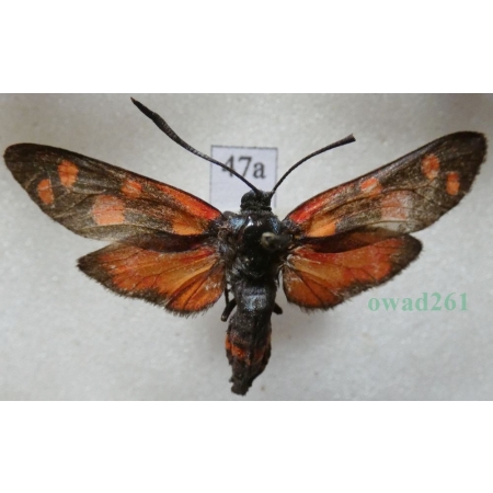 Zygaena ephialtes (Linnaeus, 1767) Kraśnik goryszowiec Czech47a